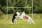 Two dogs outdoor on dog show at summer