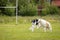 Two dogs outdoor on dog show at summer