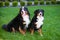 Two dogs, pair, male and female, Berner Sennenhund breed