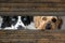 Two dogs peeking through a gap in a wooden wall