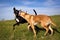 Two dogs play fighting in grassy field