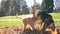 Two dogs play outside with fall leaves all over the grass at a sunny park