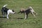 Two dogs play tug of war with a stick