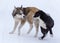 Two dogs are played on snow in winter