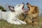 Two dogs in a playful scuffle at a dog park