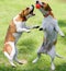 Two dogs playing