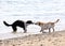 Two dogs playing on beach