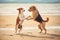 Two dogs playing on the beach. Beautiful shot of two dogs standing upright and dancing.