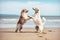 Two dogs playing on the beach. Beautiful shot of two dogs standing upright and dancing.