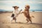 Two dogs playing on the beach. Beautiful shot of two dogs standing upright and dancing.