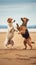 Two dogs playing on the beach. Beautiful shot of two dogs standing upright and dancing.