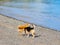 Two dogs playing on the beach near the water edge