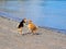 Two dogs playing on the beach near the water edge