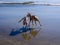 Two dogs playing on beach with their shadows and reflections seen on wet sand