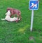 Two dogs playing on forbidden place