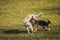 Two dogs playing on grass