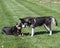 Two dogs playing in the grass