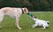 Two Dogs playing in the grass