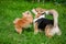 Two dogs playing on the grass.Funny puppies.red Pomeranian puppy.welsh corgi cardigan