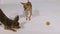 Two dogs playing indoors, white gray background.