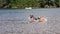 Two dogs playing in the lake