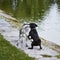 Two dogs are playing near the shore.