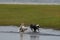 Two dogs playing in a puddle near the shore of a lake