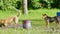 Two dogs playing in a puddle in the park