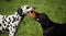 Two dogs playing with red ring. Dalmatian and labrador