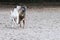 Two dogs playing in the sand