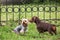 Two dogs playing together in Dog Park