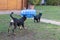 Two dogs playing together outdoors little and big dog, Appenzeller Mountain Dog