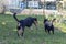 Two dogs playing together outdoors little and big dog, Appenzeller Mountain Dog and labrador mix