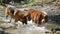 Two dogs are playing with water and splashing in forest on warm sunny spring day. Australian and German Shepherd are