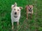 two dogs pose in the meadow