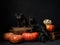two dogs with pumpkins. black pugs, Halloween decor. Festive pet on a black background