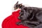 Two dogs on a red blanket. A tricolor chihuahua and a black labrador are sleeping. Pets