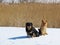 Two dogs rest on snow, Lithuania