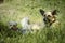 Two dogs resting under the shade of a tree in a field