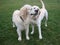 Two dogs retriever and labrador play on green grass