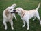 Two dogs retriever and labrador play on green grass