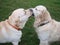 Two dogs retriever and labrador play on green grass