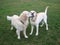 Two dogs retriever and labrador play on green grass