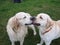 Two dogs retriever and labrador play on green grass