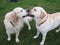 Two dogs retriever and labrador play on green grass