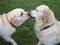 Two dogs retriever and labrador play on green grass