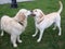 Two dogs retriever and labrador play on green grass