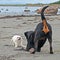 Two dogs rottweiler and a small Bichon frisÃ© 