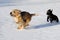 Two dogs running