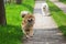 Two dogs running on a country path